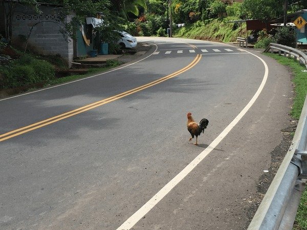 Spain - jugar chicken road